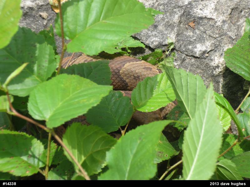 Northern Copperhead