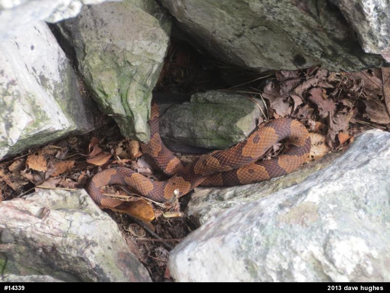 Northern Copperhead