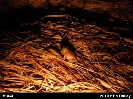 Spring Peeper