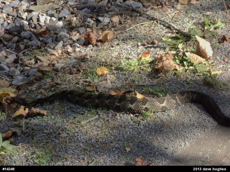 Timber Rattlesnake