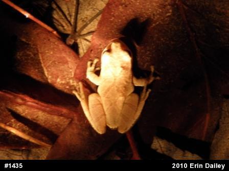Spring Peeper