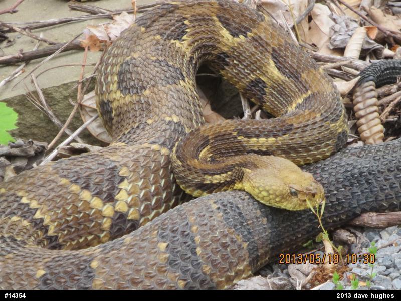Timber Rattlesnake