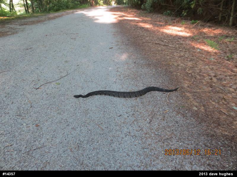 Timber Rattlesnake