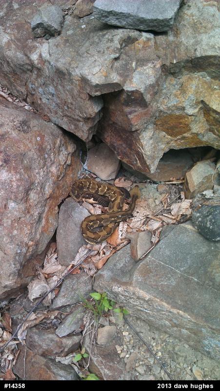 Timber Rattlesnake