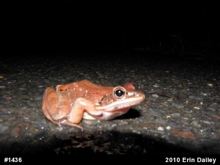 Wood Frog