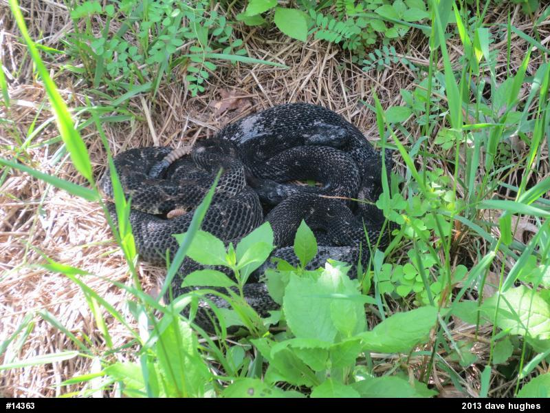 Timber Rattlesnake