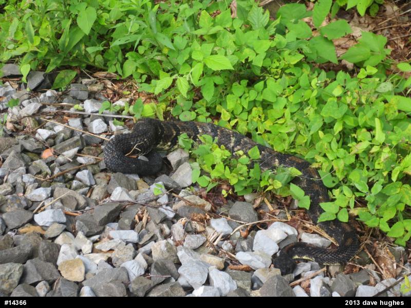 Timber Rattlesnake