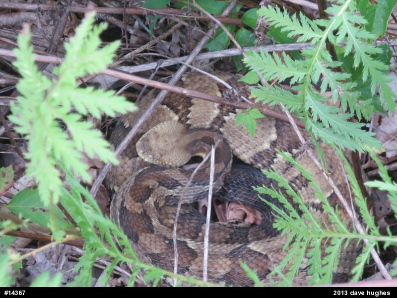Timber Rattlesnake