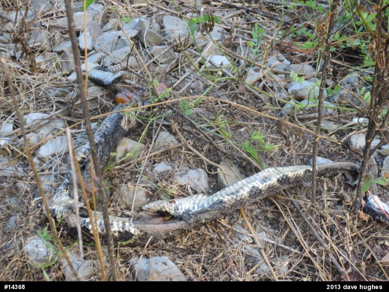 Timber Rattlesnake