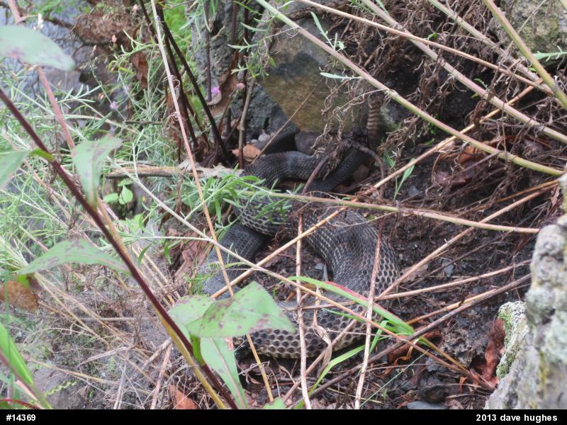 Timber Rattlesnake