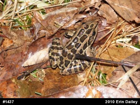 Pickerel Frog