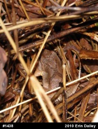 Spring Peeper