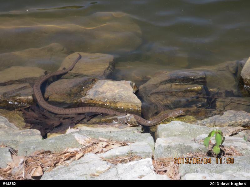 Northern Watersnake