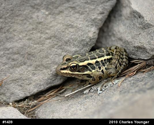 Pickerel Frog