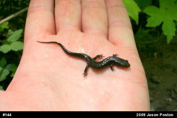 Allegheny Mountain Dusky Salamander