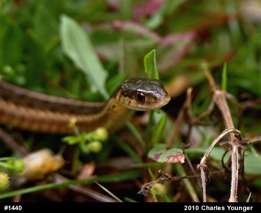 Eastern Gartersnake
