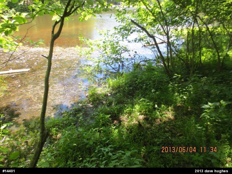 Northern Watersnake