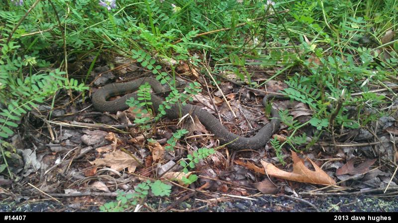 Northern Watersnake