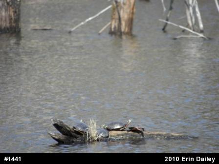 Eastern Painted Turtle