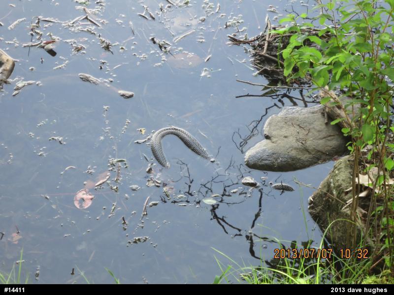 Northern Watersnake