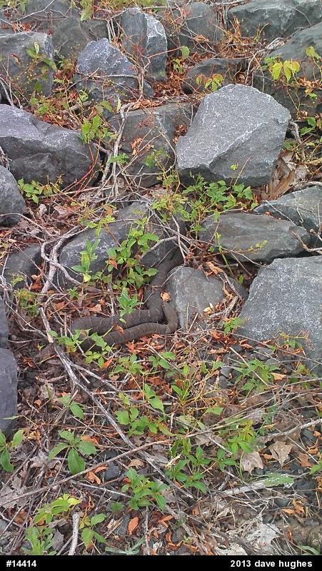 Northern Watersnake
