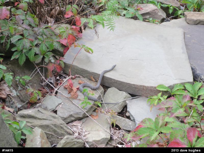 Northern Watersnake