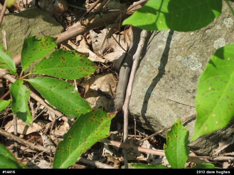 Northern Watersnake