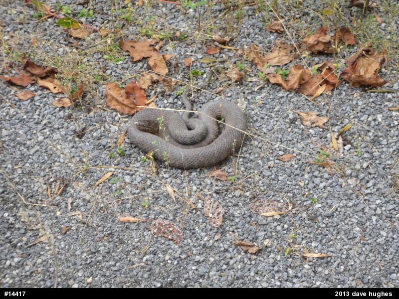 Northern Watersnake