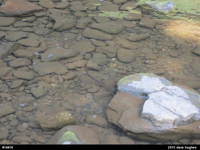 Northern Watersnake