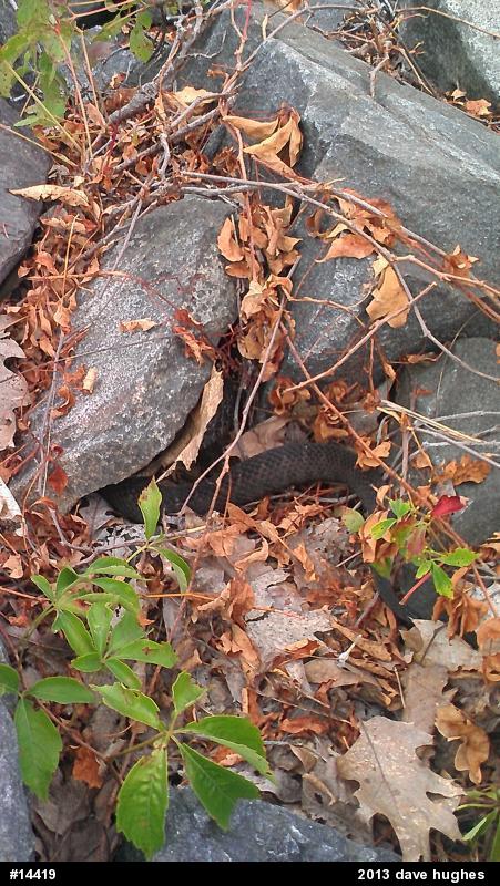 Northern Watersnake