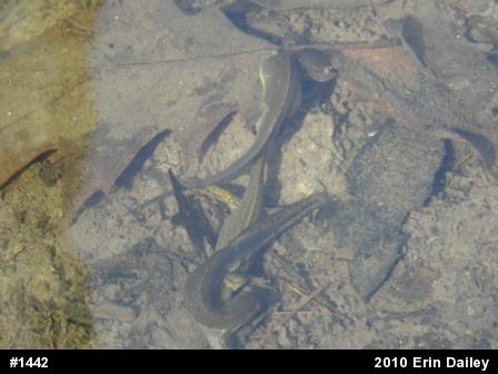 Red-spotted Newt