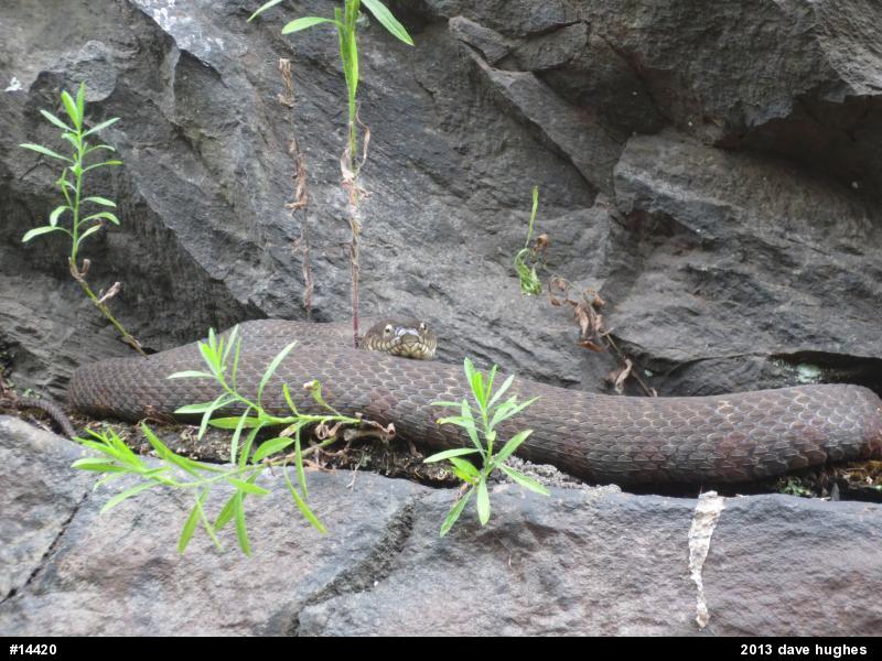 Northern Watersnake
