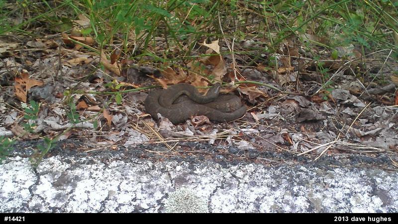 Northern Watersnake
