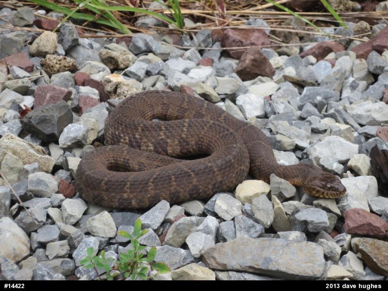 Northern Watersnake