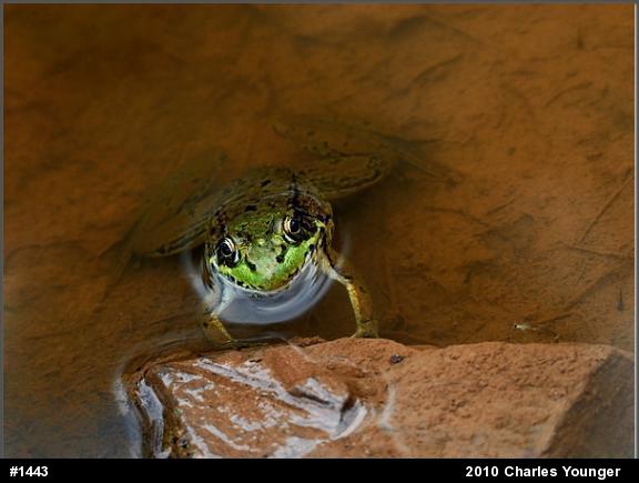 Green Frog