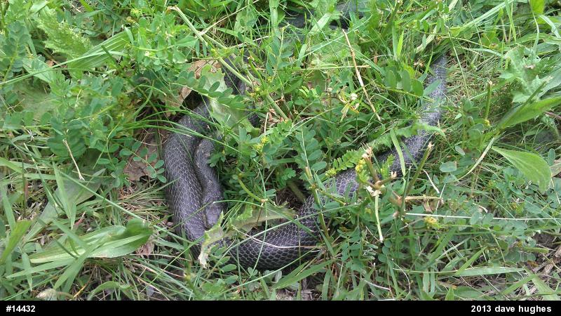 Eastern Ratsnake