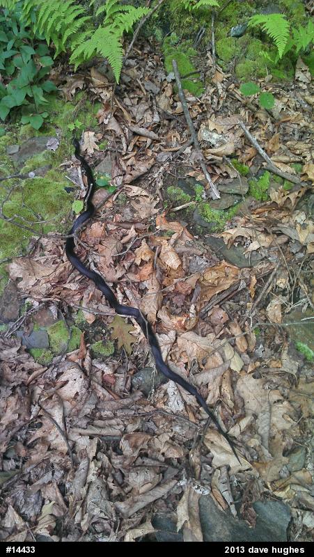 Eastern Ratsnake
