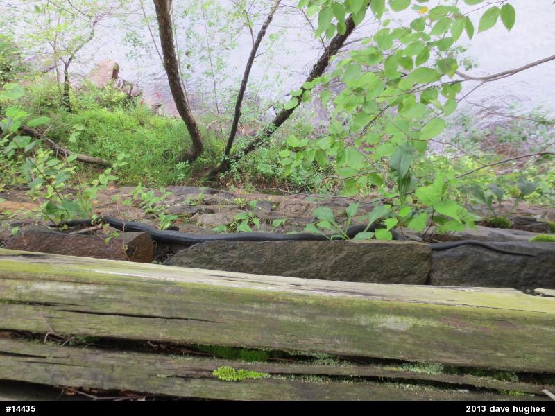 Eastern Ratsnake