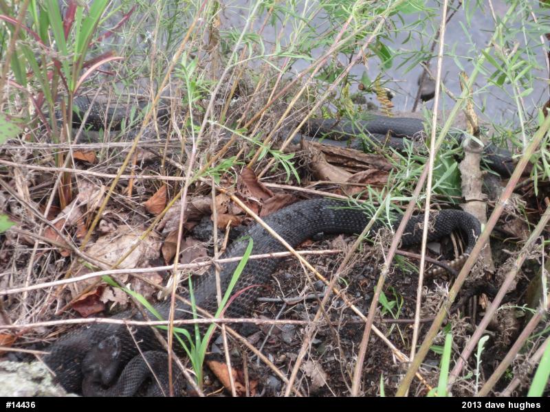 Eastern Ratsnake