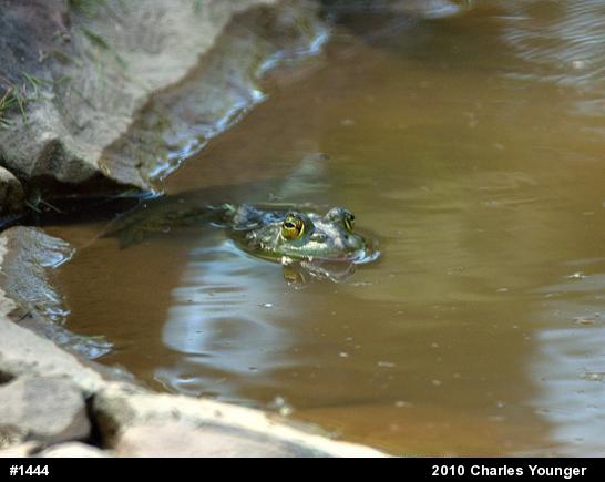 American Bullfrog