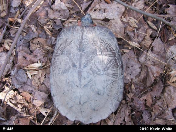 Wood Turtle
