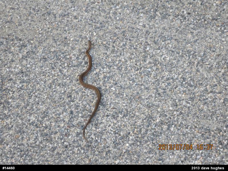 Eastern Gartersnake