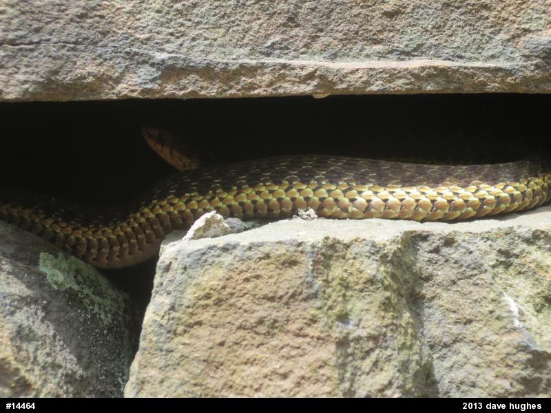 Eastern Gartersnake
