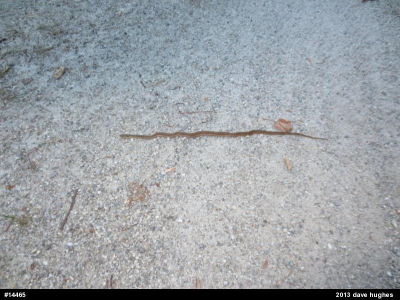 Eastern Gartersnake