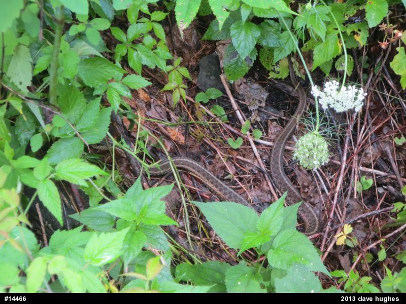 Eastern Gartersnake