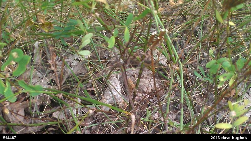 Eastern Gartersnake