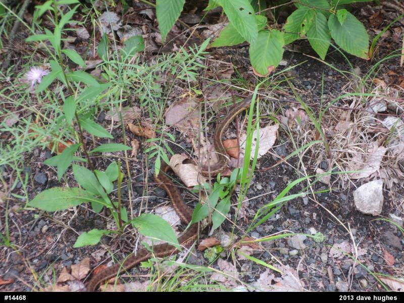 Eastern Gartersnake