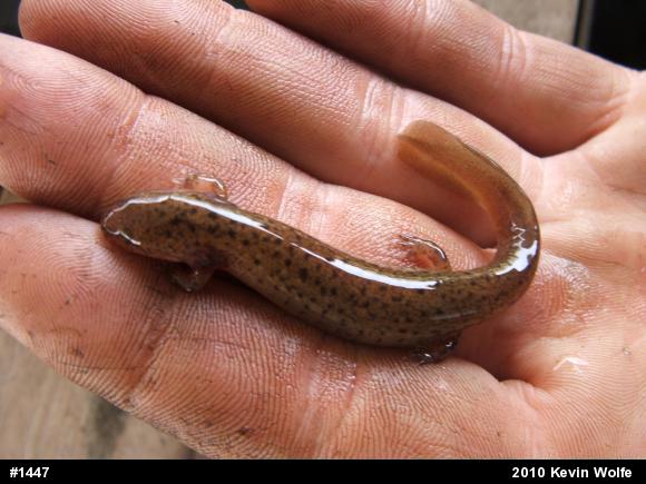 Northern Red Salamander