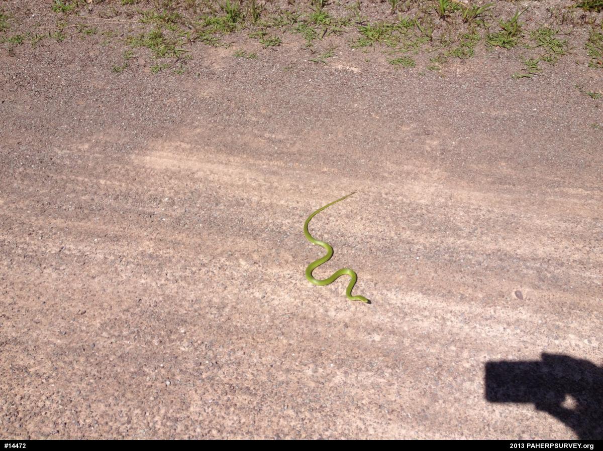 Smooth Greensnake