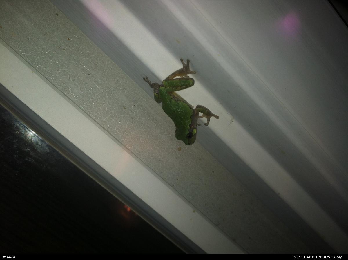 Gray Treefrog